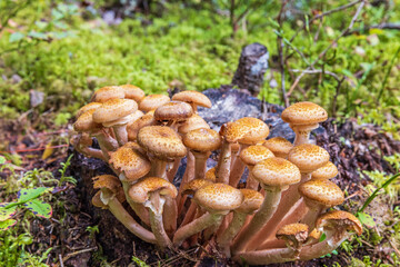 Honey fungus growing on a tree stump