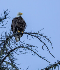 An American Bald Eagle roosting in a tree