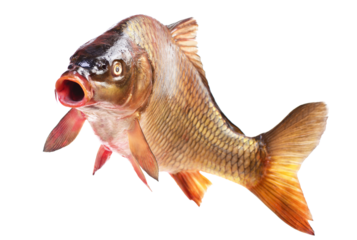 Fish carp isolated on white background