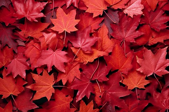 Wine red autumn leaves texture, fall nature background,  AI Generative