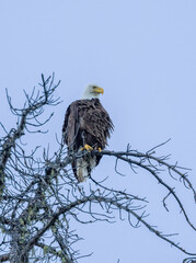 An American Bald Eagle roosting in a tree
