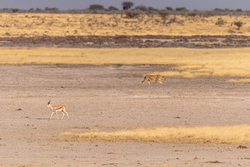 Fototapeta na wymiar Telephoto shot of a pride of Lions in Etosha national park.