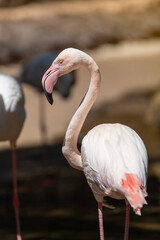 Close-up portrait of Greater Flamingos or Pink Flamingos (Phoenicopterus roseus) on a sunny summer day. Fuerteventura, Canary Islands, Spain.