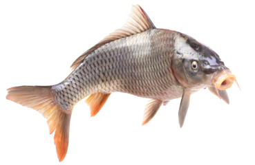 Fish carp isolated on white background