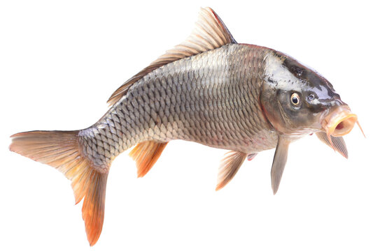 Fish carp isolated on white background