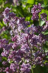 Fototapeta na wymiar Syringa (ilac) flowering in a garden