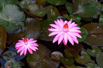 red indian water lily, red water lily, red loutus (Nymphaea pubescens), blossom lotus flower in pond and green leaf on surface, Beauty water lilly flower.
