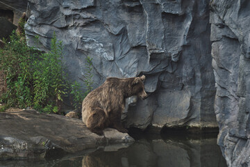 Large European brown bear near a lake in a zoo