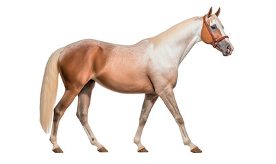 Obraz premium horse isolated on white background HD 8K wallpaper Stock Photographic Image