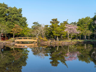 Fototapeta na wymiar 桜が咲く春の奈良公園三社託宣池