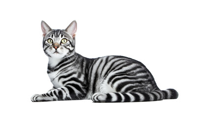 Obraz premium bengal cat isolated on white background HD 8K wallpaper Stock Photographic Image