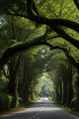 road in the forest