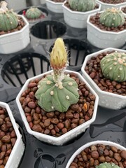 herbs and spices cactus flower