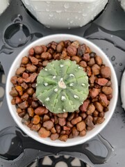 beans and lentils cactus
