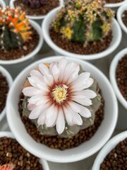 kinds of spices cactus flower