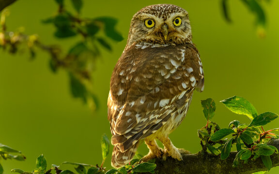 Steinkauz (Athene noctua)