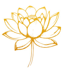 Hand drawn lotus flower . Sketch of lotus flower with leaves and stem . golden vintage etching vector botanical isolated on transparent. Illustration of botany floral plant, PNG and SVG