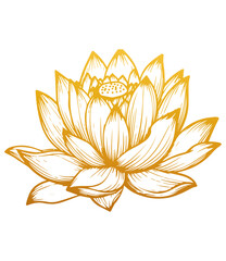 Hand drawn lotus flower . Sketch of lotus flower with leaves and stem . golden vintage etching vector botanical isolated on transparent. Illustration of botany floral plant, PNG and SVG