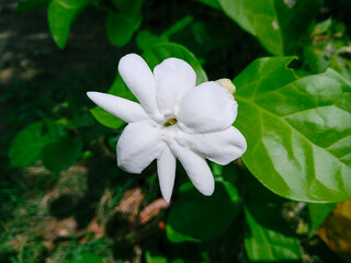 Obraz na płótnie Canvas Jasmine flower bloom in the garden