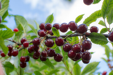Ripe juicy cherry on the tree
