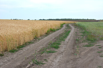 Fototapeta na wymiar dirty road going alone wheat field to the horizon with forest and clear sky copy space 