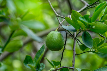 The limes on the lime tree are hybrid citrus fruits, which are generally round, about 3-6 centimeters in diameter, and contain acidic cysts. Lemons are a good source of vitamin C.