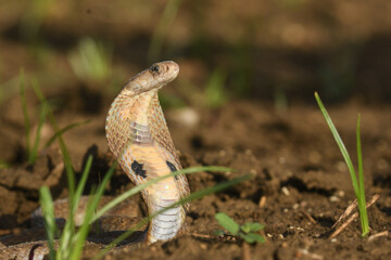 Naja Naja(spectacle cobra). 
snake in the grass