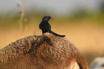Free ride. 
Black drango bird. 

