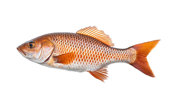 fish on a white background HD 8K wallpaper Stock Photographic Image