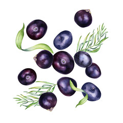 Levitation of acai berries and palm leaves watercolor illustration isolated on white background. Exotic amazon small purple berries, tropical fruit hand drawn. Design element for packaging, label