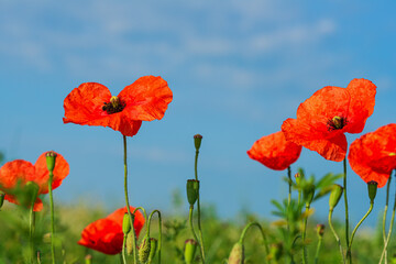 Scarlet poppies in the meadow and blue sky with clouds. Morning from low angle view.