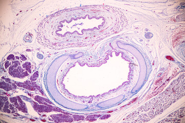 Showing Light micrograph of the Trachea, Thymus, Parathyroid gland and Tonsil  human under the...