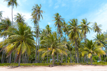 Fototapeta na wymiar A line of palm trees standing tall along the golden beach 