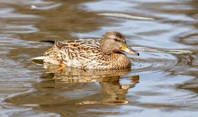 Fototapeta premium Duck splashing in the water on a sunny summer day