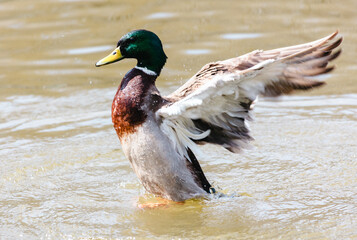 Male mallard duck flaps its wings in the water of a pond