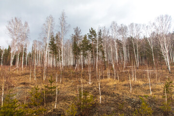 Birch forest in early spring. Early spring forest. Early spring forest. the first warm days
