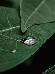 leaf with water drops