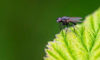 Portrait of a fly on a green leaf. Macro