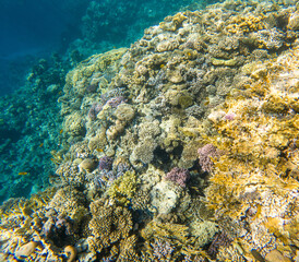 Coral reef under sea water.