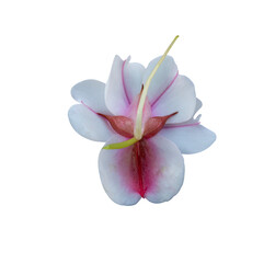 pink frangipani flower isolated on white