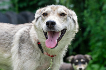 Dog at the shelter. Lonely and abandoned white dog
