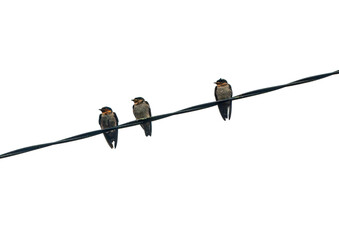 birds on a wire isolated