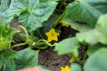 Photo of cucumber flowers in July