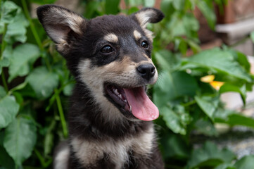 Cute homeless puppy outdoor. Dog at the shelter. Lonely and abandoned dog
