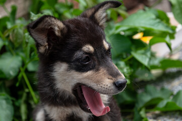 Cute homeless puppy outdoor. Dog at the shelter. Lonely and abandoned dog