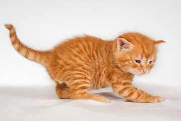 Cute little red hair kitten over white background
