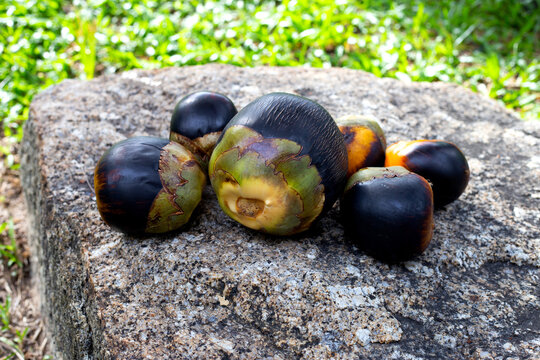 Toddy palm fruit or palmyra palm