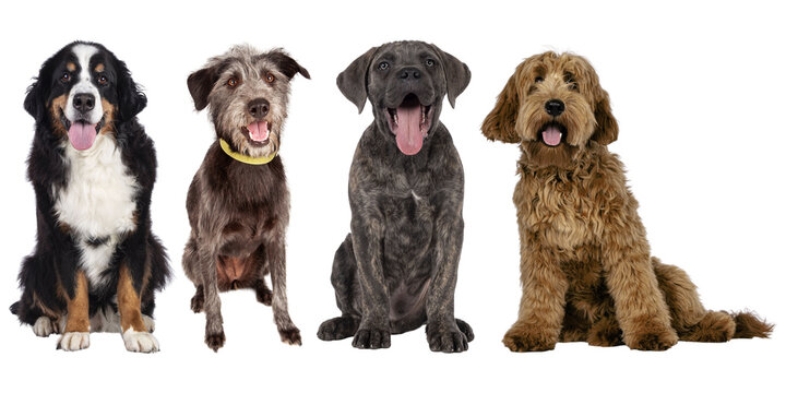 group of dogs isolated on transparent background