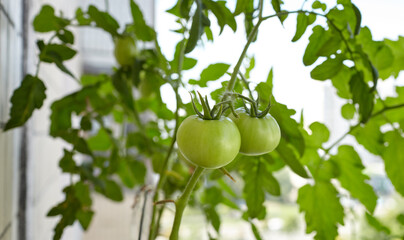 Tomato grows in a greenhouse. Growing fresh vegetables in a greenhouse