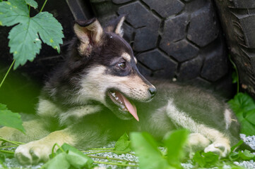 Cute homeless puppy outdoor. Dog at the shelter. Lonely and abandoned dog